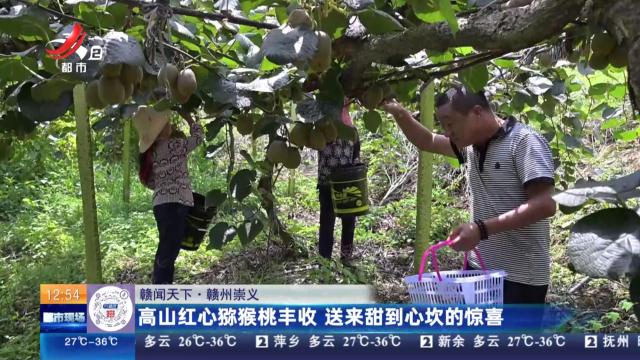 【赣闻天下】赣州崇义：高山红心猕猴桃丰收 送来甜到心坎的惊喜