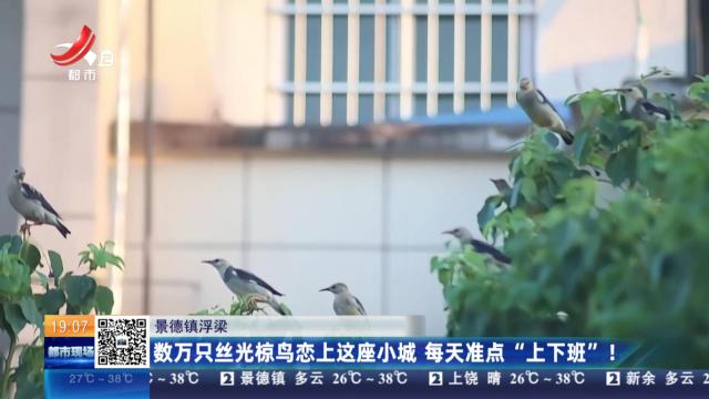 景德镇浮梁：数万只丝光椋鸟恋上这座小城 每天准点“上下班”！