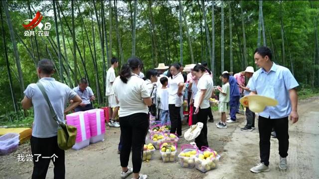 赣州崇义：黄桃喜丰收 采摘正当时