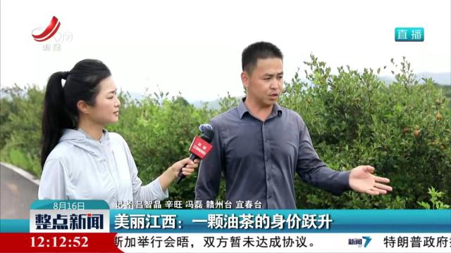 美丽江西：一颗油茶的身价跃升