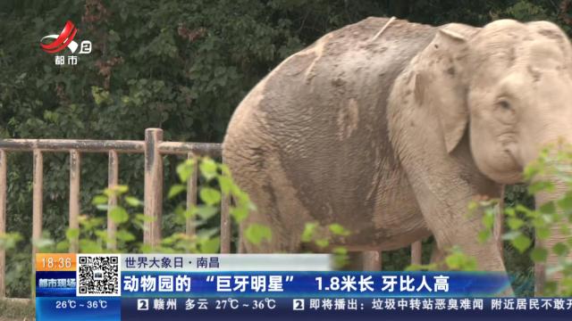 【世界大象日】南昌：动物园的“巨牙明星” 1.8米长 牙比人高