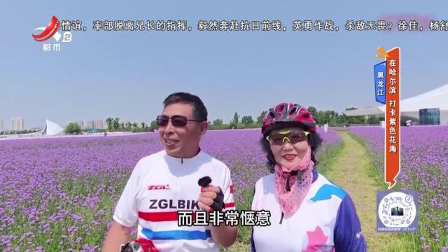 黑龙江：在哈尔滨 打卡紫色花海