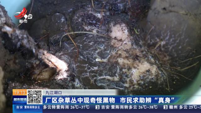九江湖口：厂区杂草丛中现奇怪黑物 市民求助辨“真身”