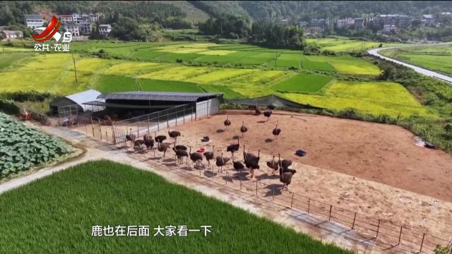五哥帮忙团20250828