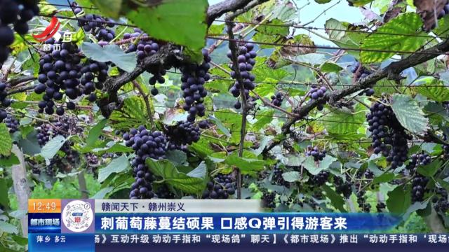 【赣闻天下】赣州崇义：刺葡萄藤蔓结硕果 口感Q弹引得游客来