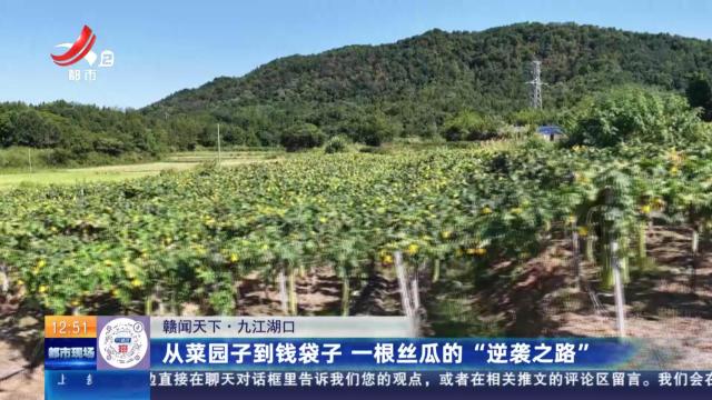【赣闻天下】九江湖口：从菜园子到钱袋子 一根丝瓜的“逆袭之路”