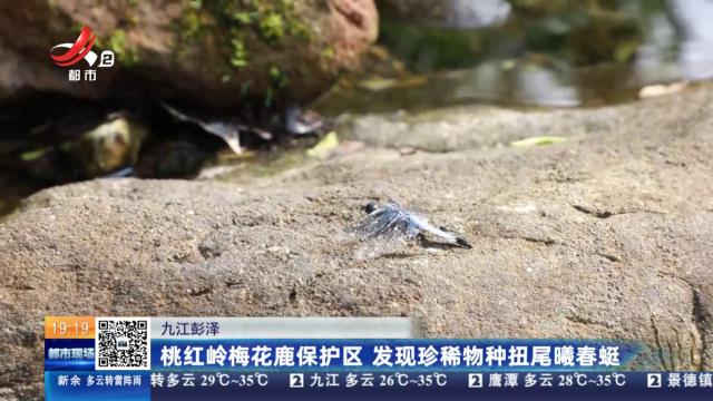 九江彭泽：桃红岭梅花鹿保护区 发现珍稀物种扭尾曦春蜓