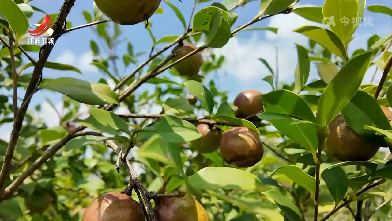 美丽江西：漫山油茶变真金