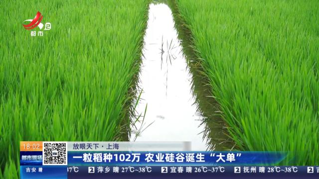 【放眼天下】上海：一粒稻种102万 农业硅谷诞生“大单”