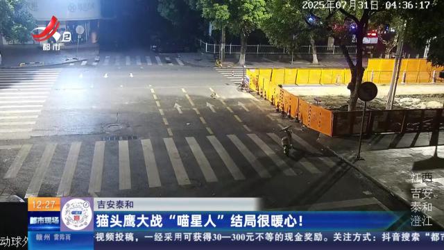 吉安泰和：猫头鹰大战“喵星人”结局很暖心！