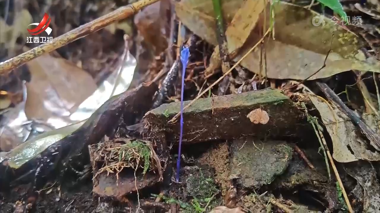 江西首次发现纤草