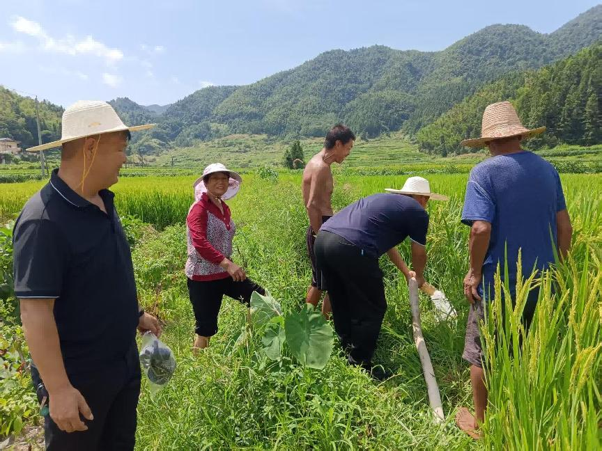 一线抗旱解民忧，干群同心守良田