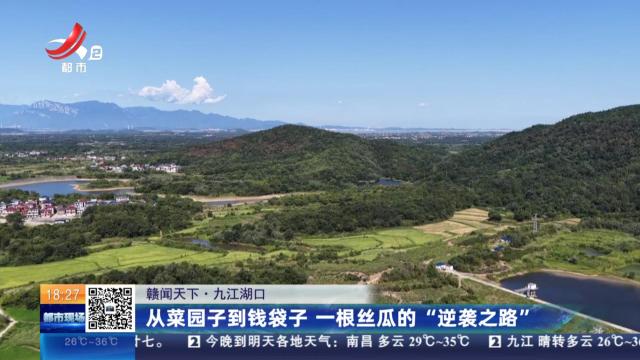 【赣闻天下】九江湖口：从菜园子到钱袋子 一根丝瓜的“逆袭之路”