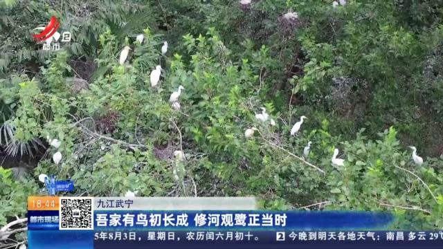 九江武宁：吾家有鸟初长成 修河观鹭正当时