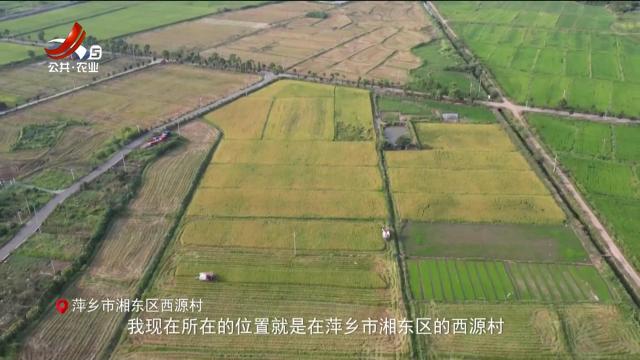 稻花香里20250812 乡村振兴进行时——夏粮丰收测产忙