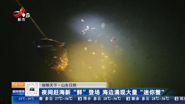 【放眼天下】山东日照：夜间赶海新“鲜”登场 海边涌现大量“迷你蟹”