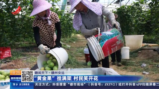 【赣闻天下】赣州安远：“黄金果”挂满架 村民笑开花