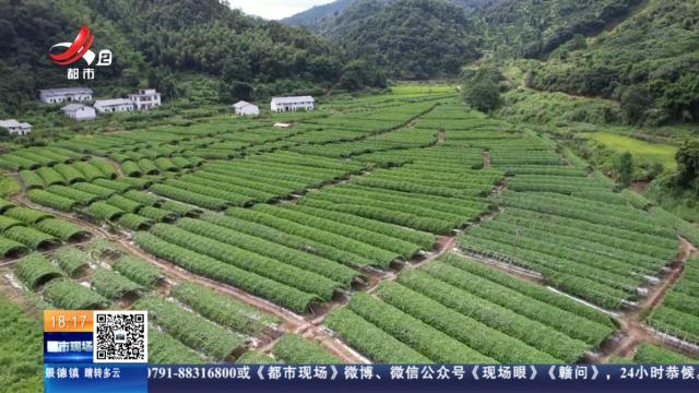 【赣闻天下】赣州安远：苦瓜“甜”了农户 畅销大湾区