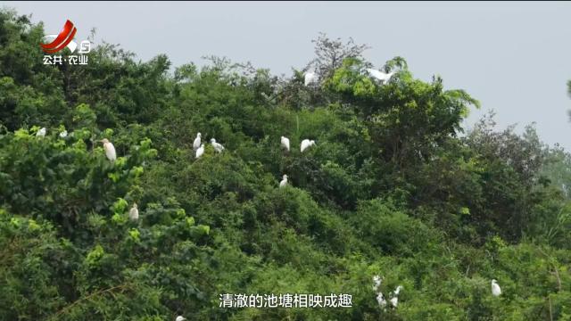 美丽江西在行动20250817 吉水：生态向好引万鹭 水南林间绘新景
