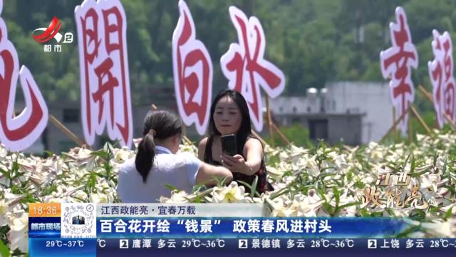 【江西政能亮】宜春万载：百合花开绘“钱景” 政策春风进村头