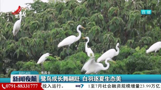 鹭鸟成长舞翩跹 白羽逐夏生态美