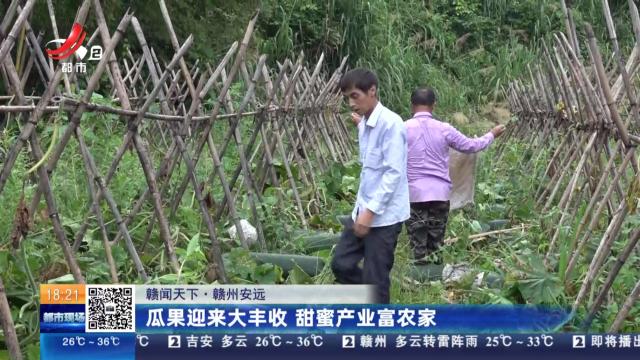 【赣闻天下】赣州安远：瓜果迎来大丰收 甜蜜产业富农家
