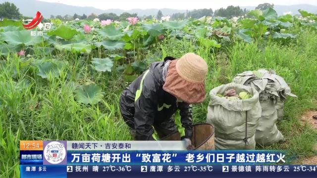 【赣闻天下】吉安泰和：万亩荷塘开除“致富花” 老乡们日子越过越红火