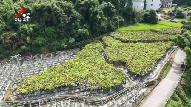 新闻晚高峰20250814