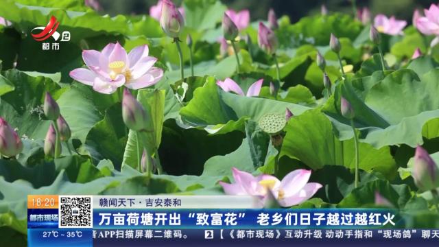 【赣闻天下】吉安泰和：万亩荷塘开出“致富花” 老乡们日子越过越红火