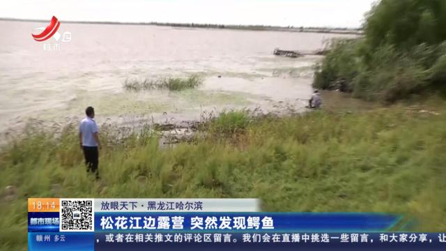 【放眼天下】黑龙江哈尔滨：松花江边露营 突然发现鳄鱼
