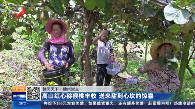 【赣闻天下】赣州崇义：高山红心猕猴桃丰收 送来甜到心坎的惊喜