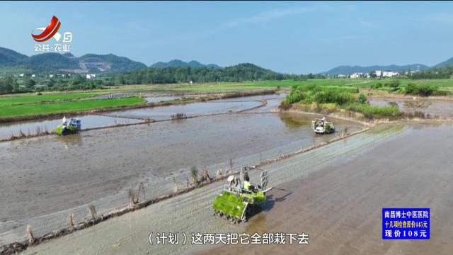 三农头条20250806