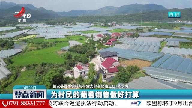 葡萄满枝丰收忙