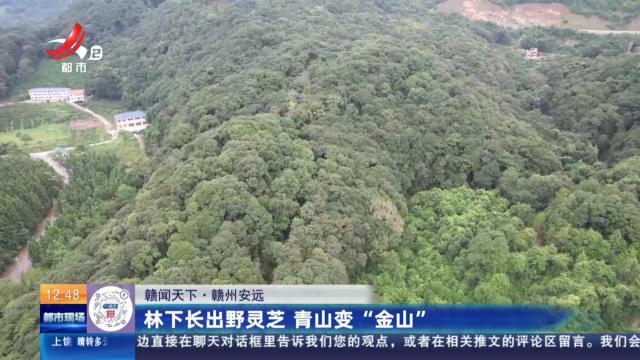 【赣闻天下】赣州安远：林下长出野灵芝 青山变“金山”