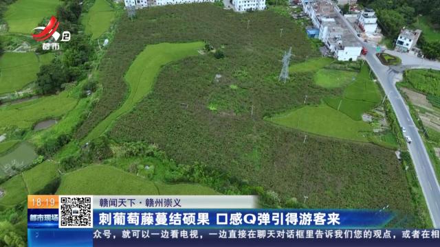 【赣闻天下】赣州崇义：刺葡萄藤蔓结硕果 口感Q弹引得游客来
