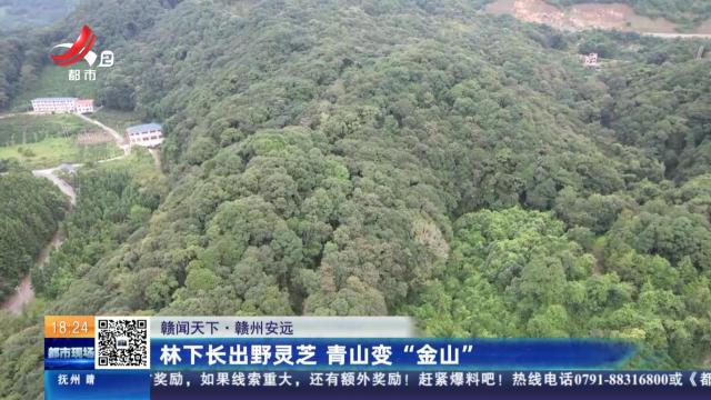【赣闻天下】赣州安远：林下长出野灵芝 青山变“金山”