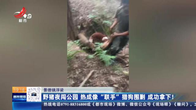 景德镇浮梁：野猪夜闯公园 热成像“联手”猎狗围剿 成功拿下！