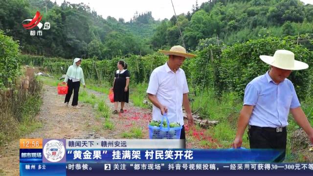 【赣闻天下】赣州安远：“黄金果”挂满架 村民笑开花