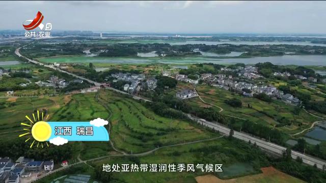从田园到餐桌20250816