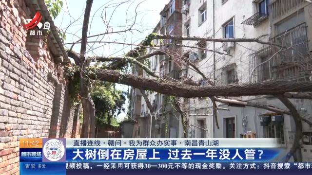 【直播连线·赣问·我为群众办实事】南昌青山湖：大树倒在房屋上 过去一年没人管？