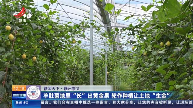 【赣闻天下】赣州崇义：羊肚菌地里“长”出黄金果 轮作种植让土地“生金”