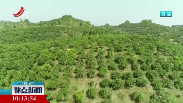 美丽江西：一颗油茶的身价跃升