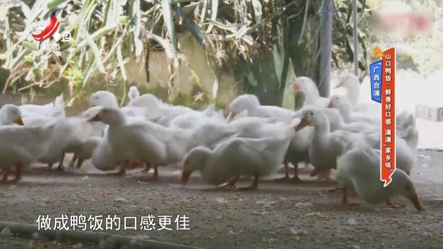 【广西合浦】山口鸭饭：鲜香好口感 满满“家乡味”