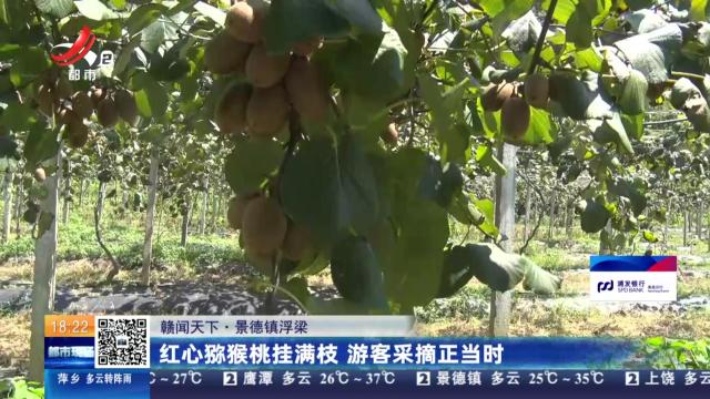 【赣闻天下】景德镇浮梁：红心猕猴桃挂满枝 游客采摘正当时