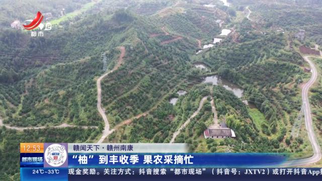 【赣闻天下】赣州南康：“柚”到丰收季 果农采摘忙