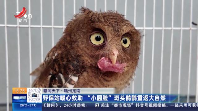 【赣闻天下】赣州定南：野保站暖心救助“小圆脸”斑头鸺鹠重返大自然