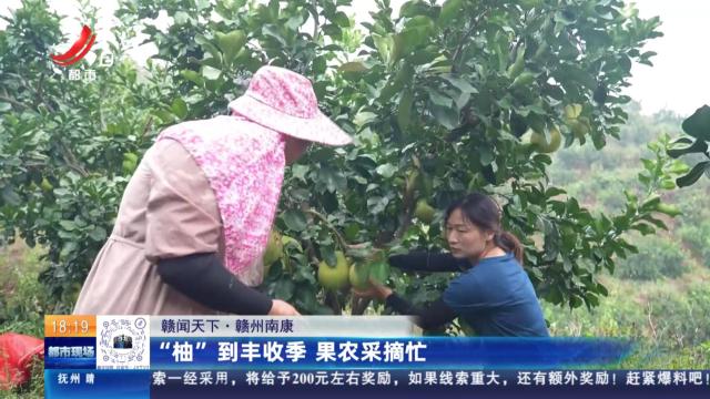【赣闻天下】赣州南康：“柚”到丰收季 果农采摘忙