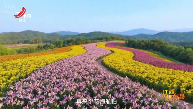 【江西超有品】宜春：万载百合