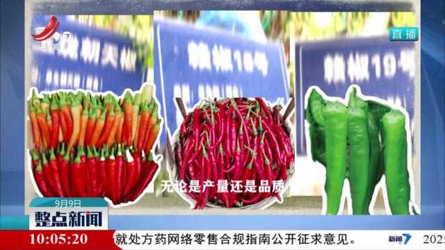 【砥砺奋进七十载 天山南北谱华章】新疆地里长出了江西辣椒和芦笋