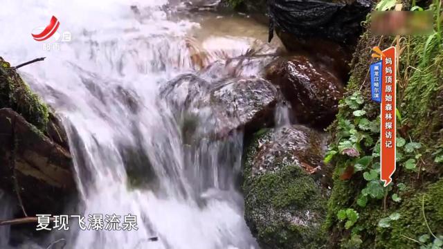黑龙江哈尔滨：妈妈顶原始森林探访记